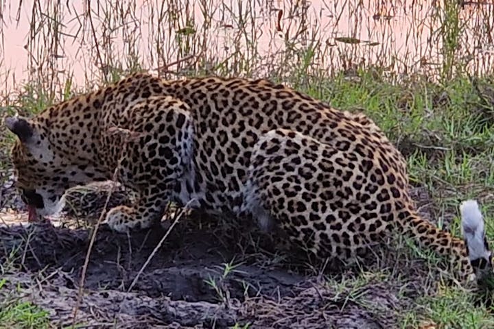 Floris Behnke: close-up of a leopard