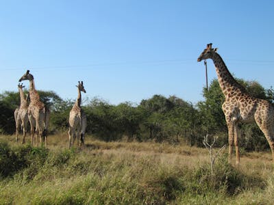 Ian Archer: giraffes in the wild