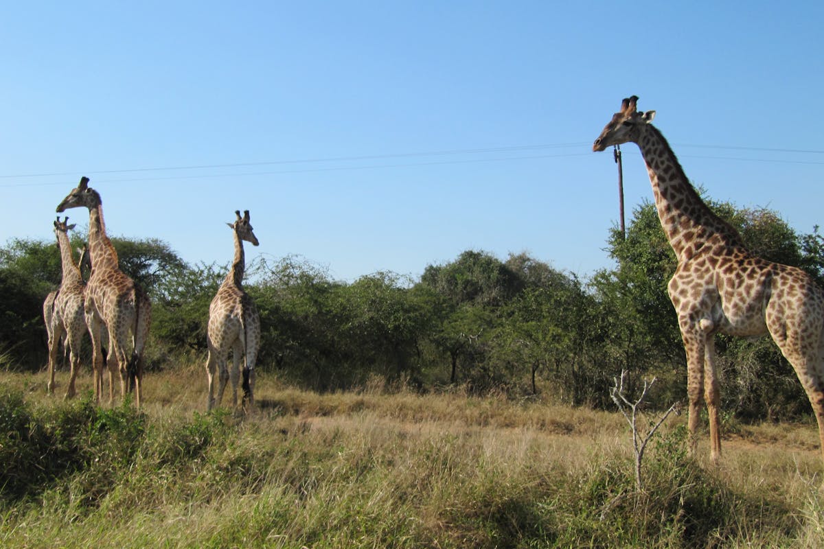 Ian Archer: giraffes in the wild