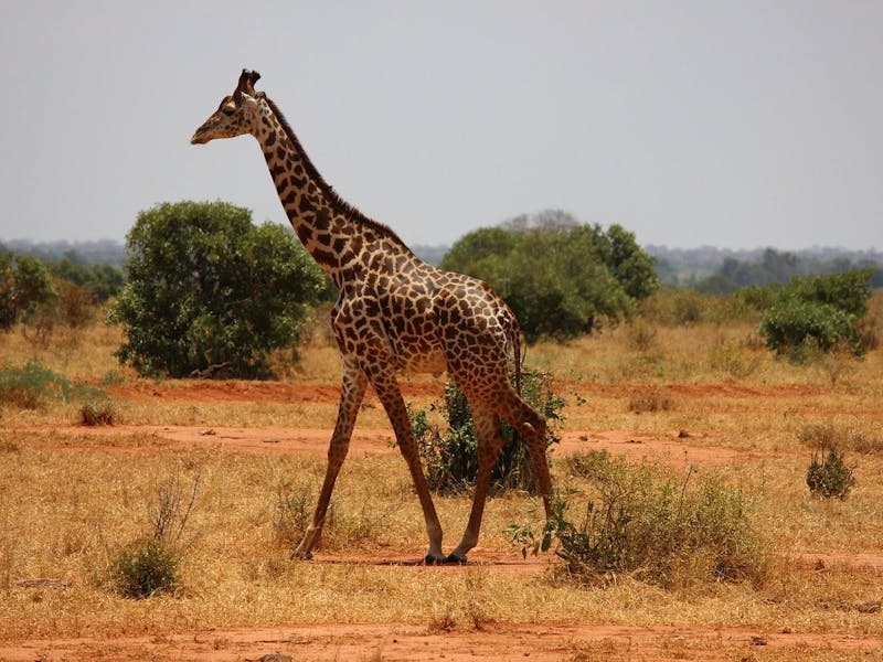 A giraffe walking through the bush