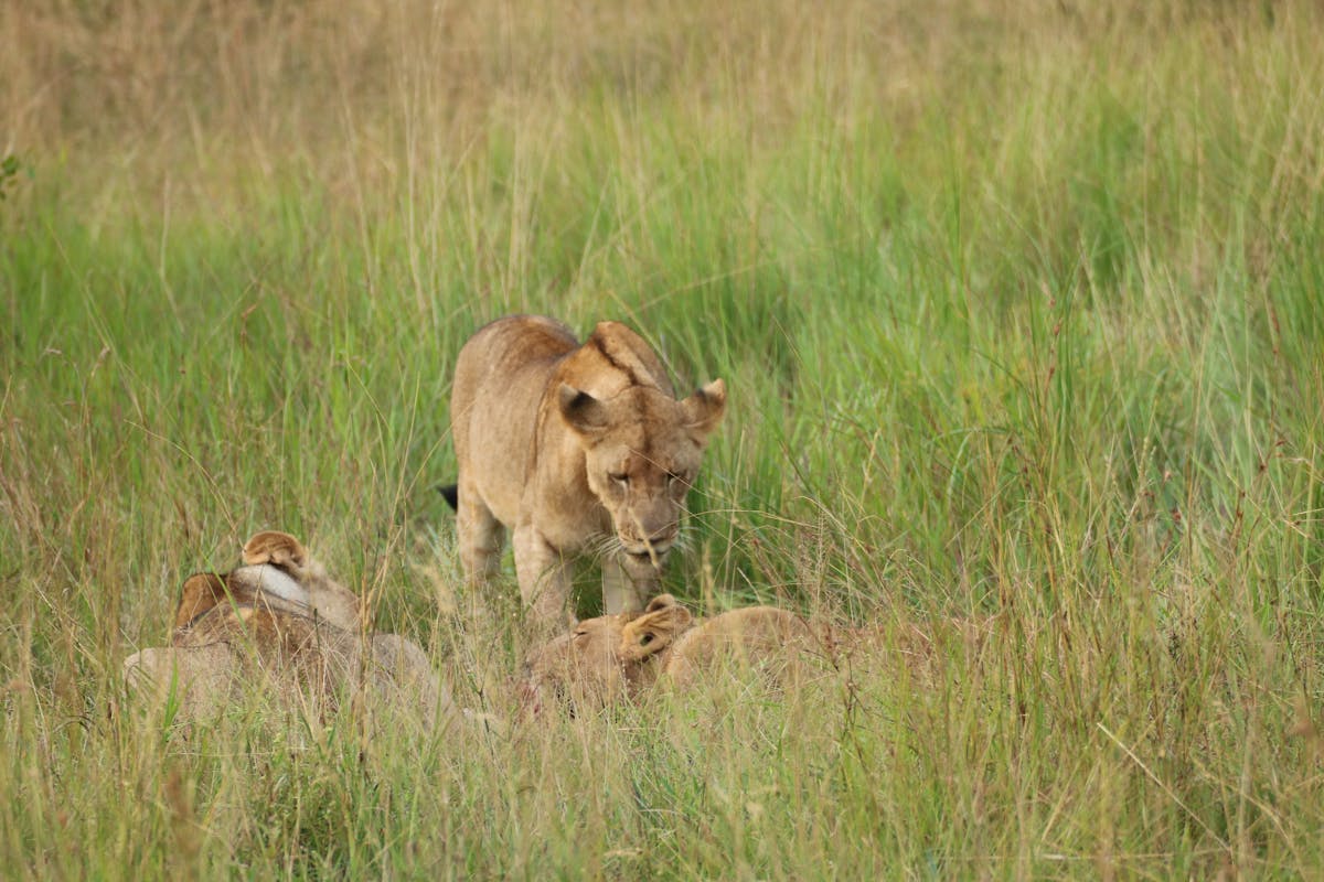 Phinda Wildlife Research Project: lions feeding