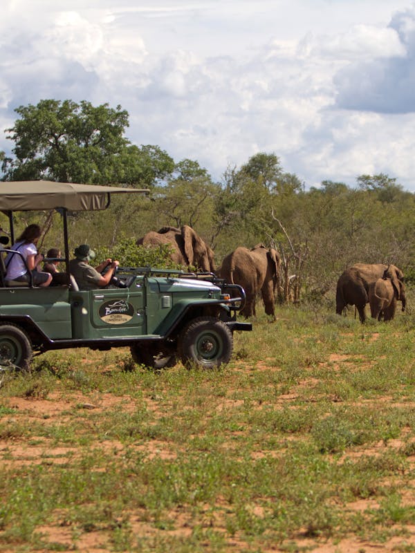 A school group viewing a herd of elephants from a safe distance in a vehicle