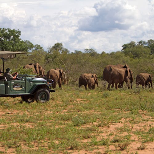 A school group viewing a herd of elephants from a safe distance in a vehicle