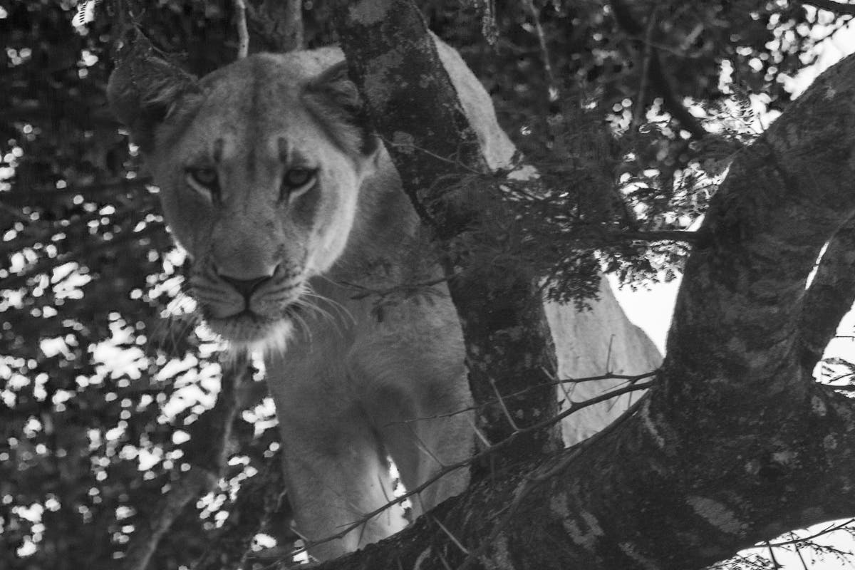 Deschu Oldham: black and white photo of a lion