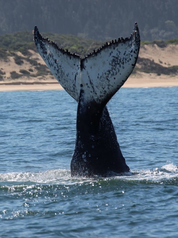 Close-up of a whale