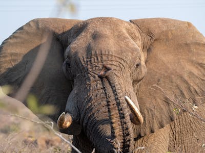 Close-up of an Elephant Bull