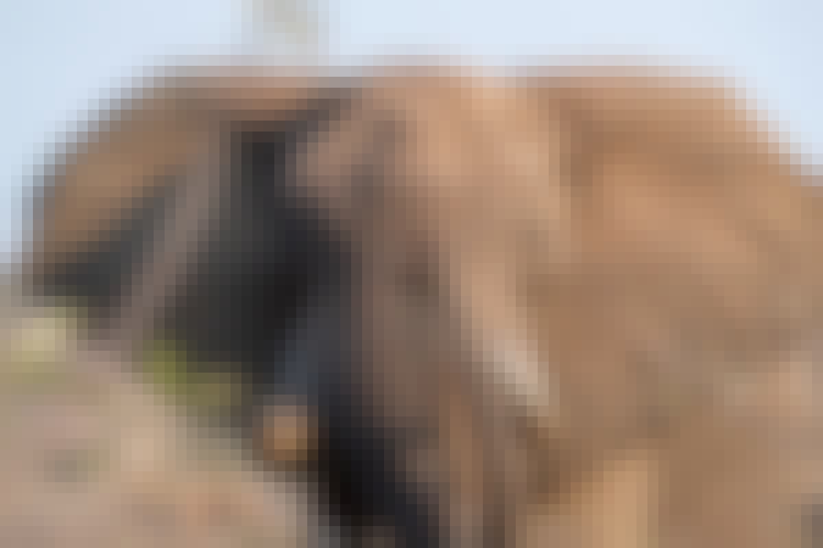 Close-up of an Elephant Bull
