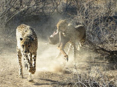 Close-up of two cheetahs, one with a fresh kill