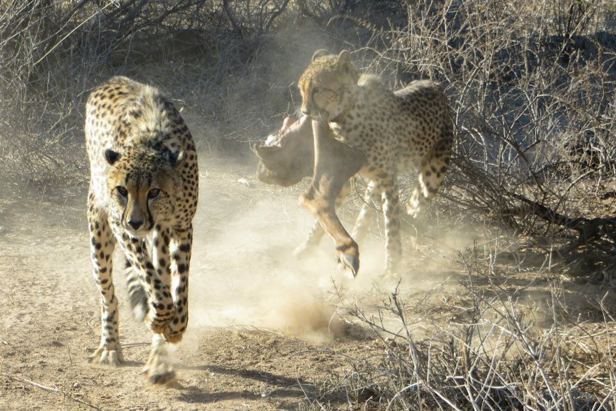 Close-up of two cheetahs, one with a fresh kill