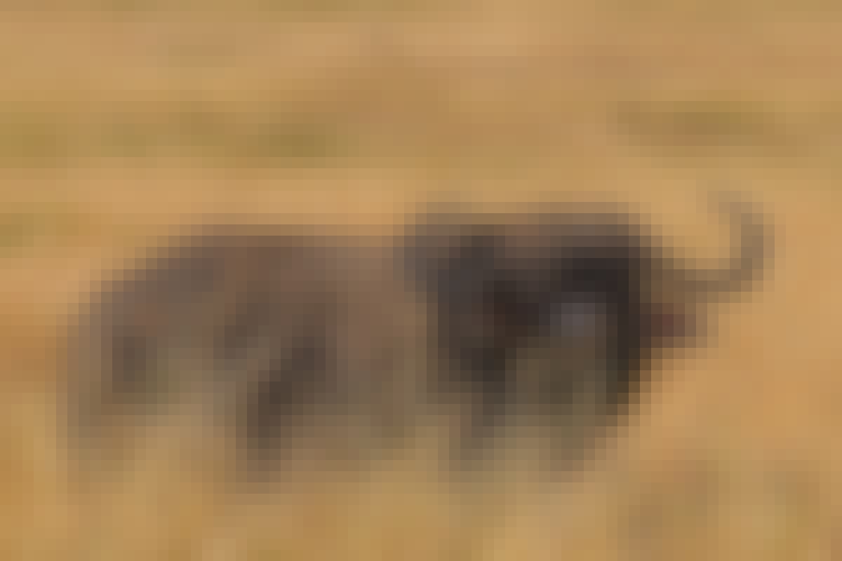 Siske Loggie: buffalo