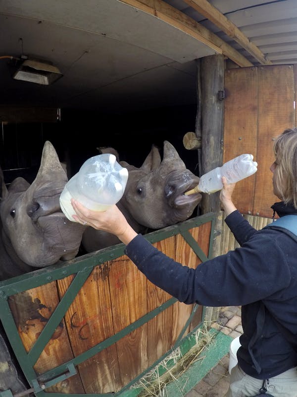 Mature ACE student bottle feeding two rhinos at once