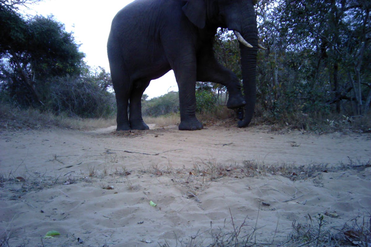 Close-up of an elephant, taken from a camera trap