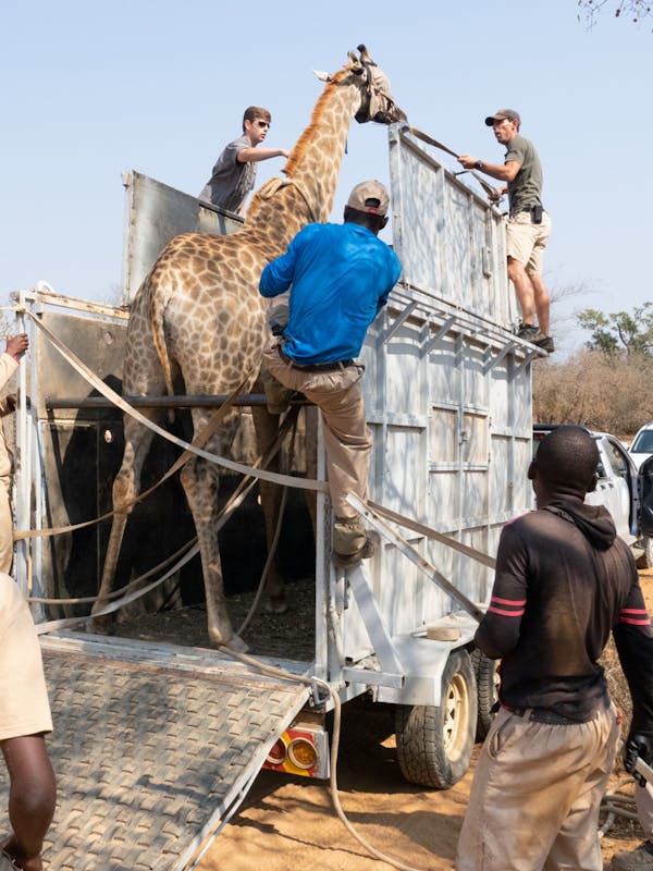 Benedict King: giraffe relocation