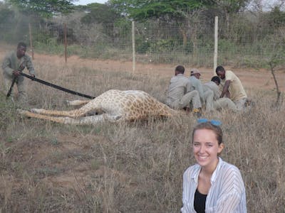 Victoria Neild: posing with a sedated giraffe as part of wildlife relocation