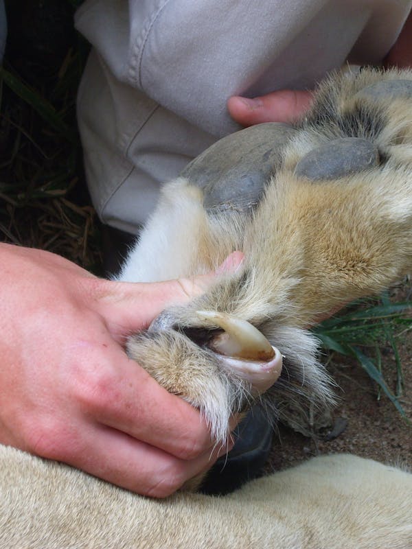 Close-up of a lioness's paw