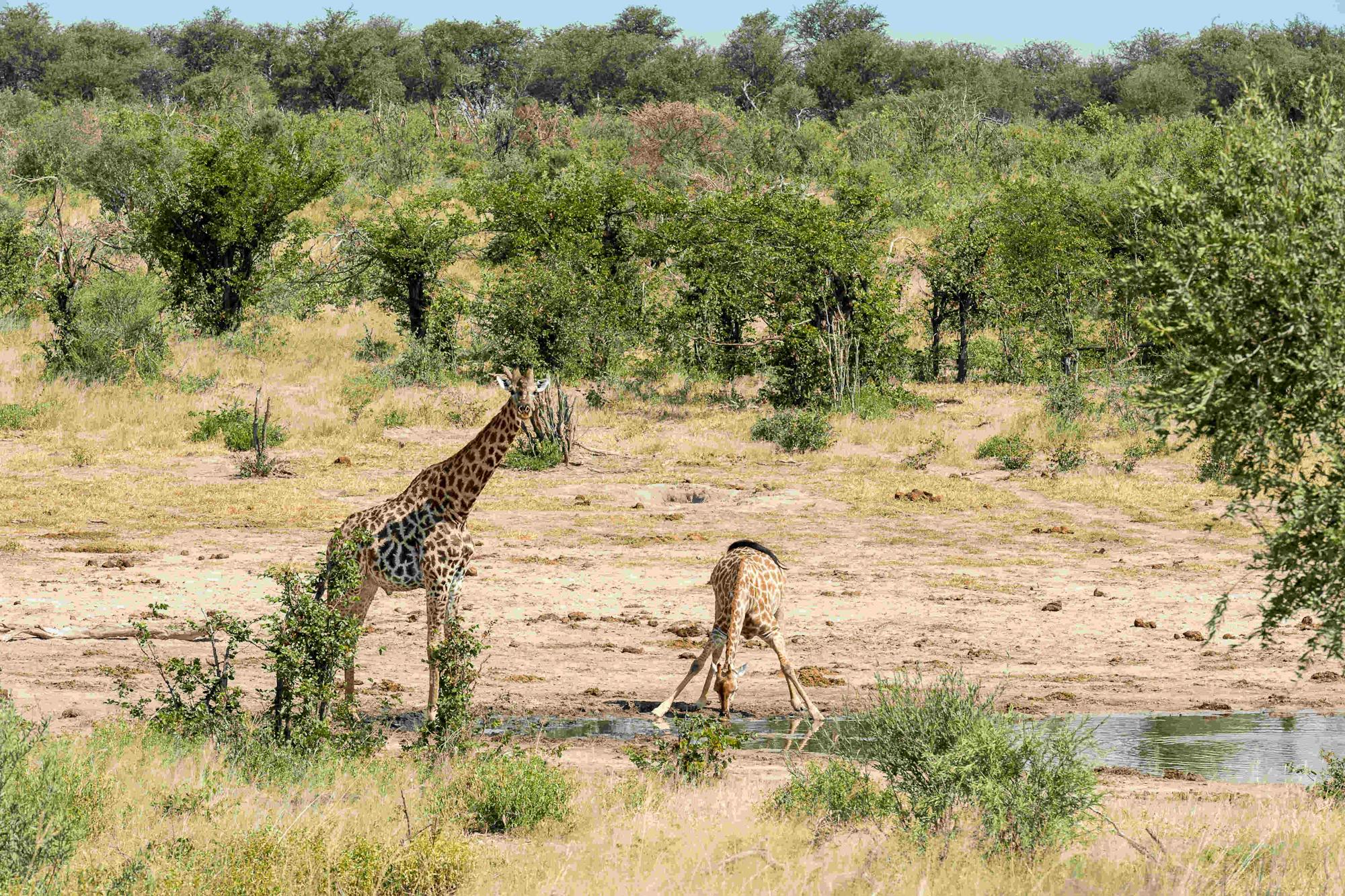 Wayne Grieveson: baby giraffe drinking