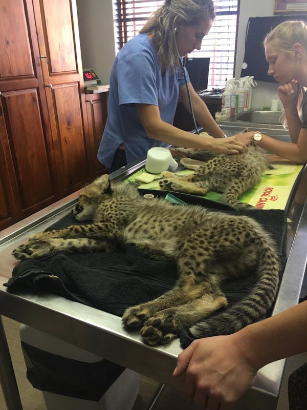 Emily Guinane: in the clinic with baby cheetahs