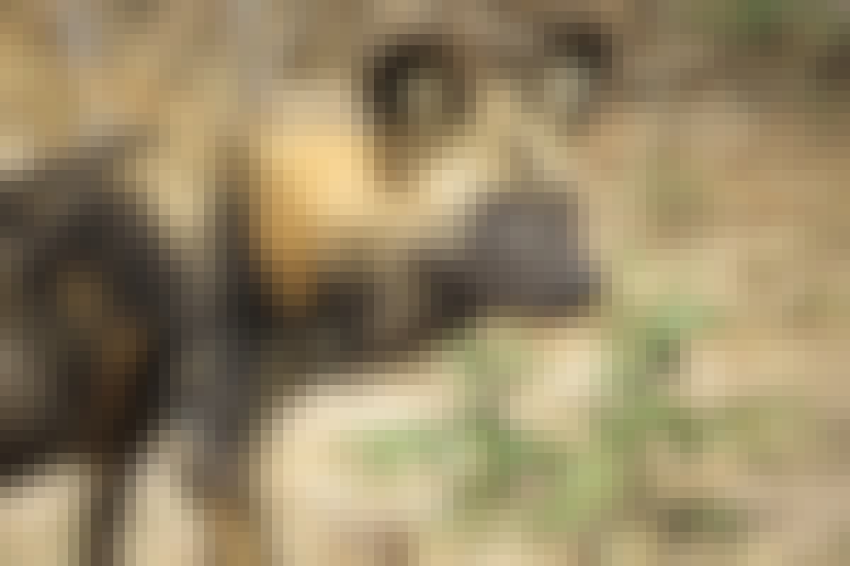 Close-up of a wild dog