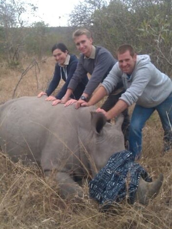 Sophie Gates: ACE volunteers beside a sedated rhino