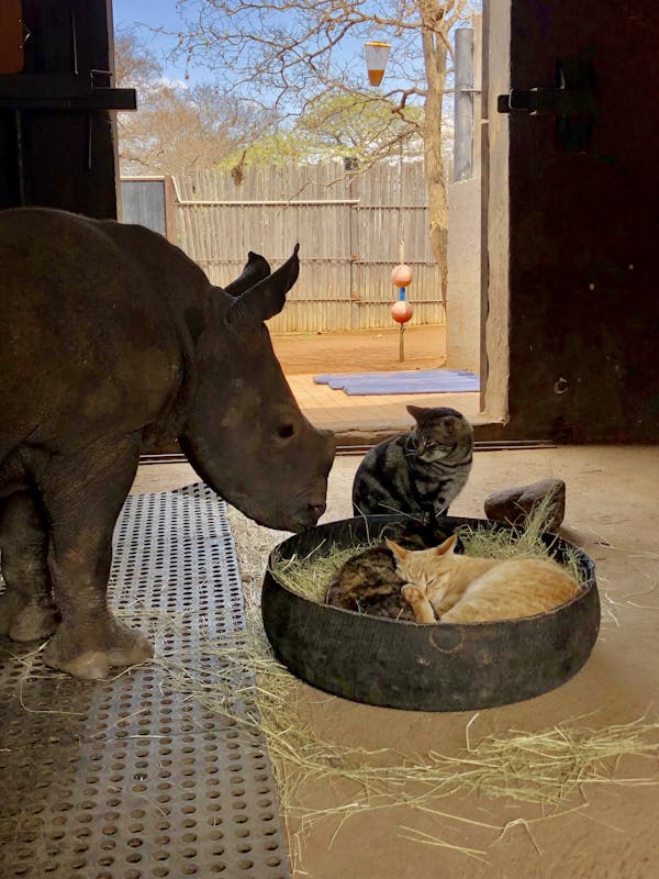 Rachele Stoppoloni: baby rhino and cat