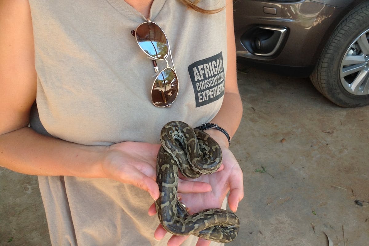 ACE volunteer holding a snake