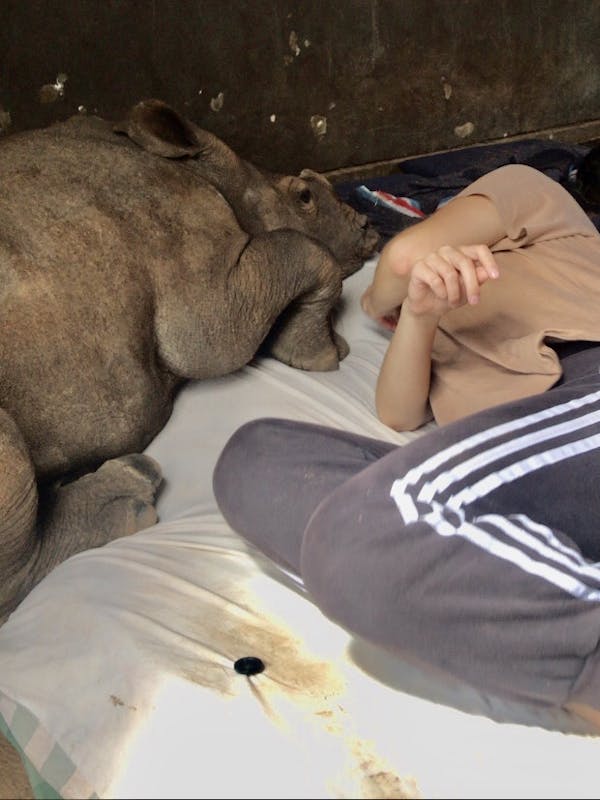 Rachele Stoppoloni: babysitting a rhino calf