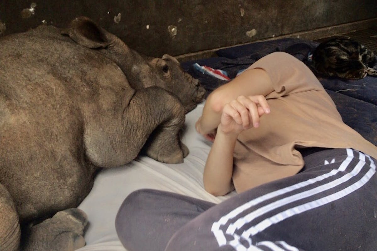 Rachele Stoppoloni: babysitting a rhino calf