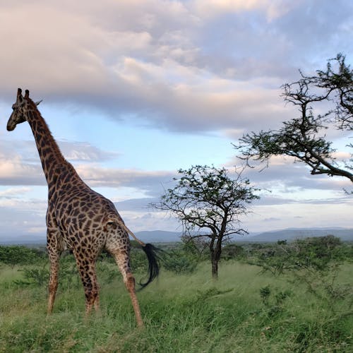 Carol Krieger and Geoffrey Neate: giraffe