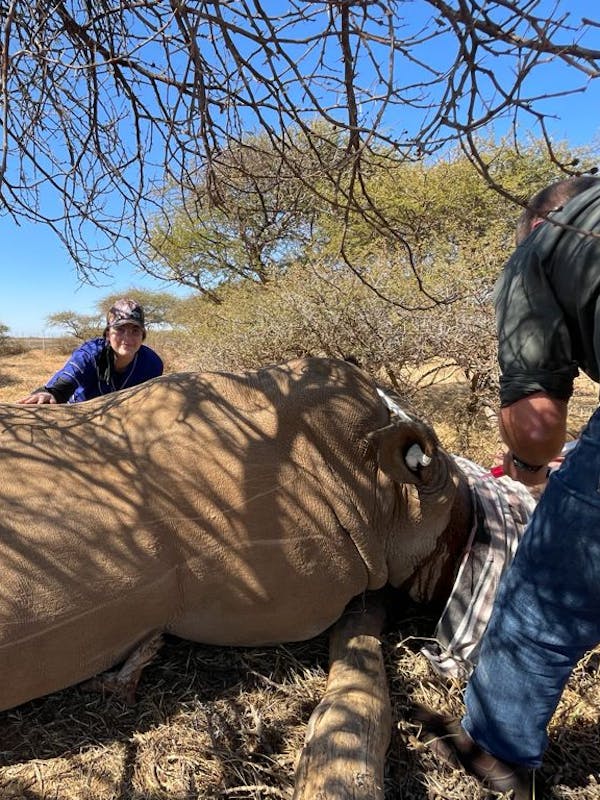 Michelle Roegiers: sedated rhino