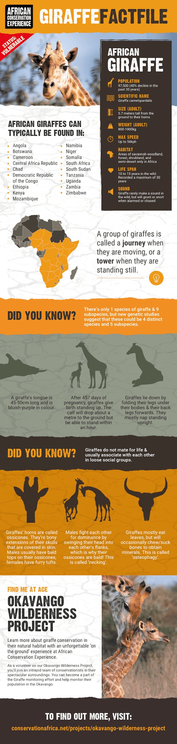 Giraffe Infographic