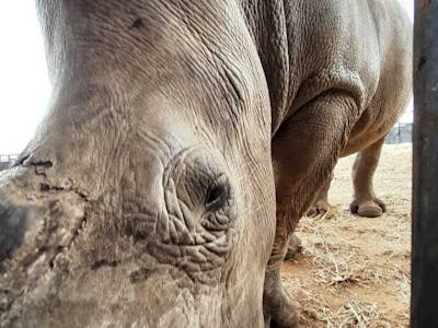 Charlie Krekels: close-up of rhino