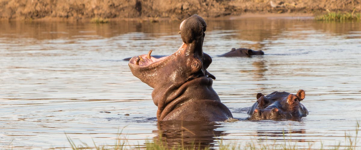 Close-up of a hippo in the water