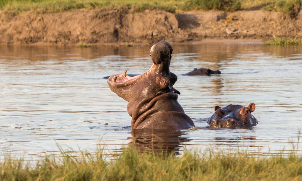 Close-up of a hippo in the water