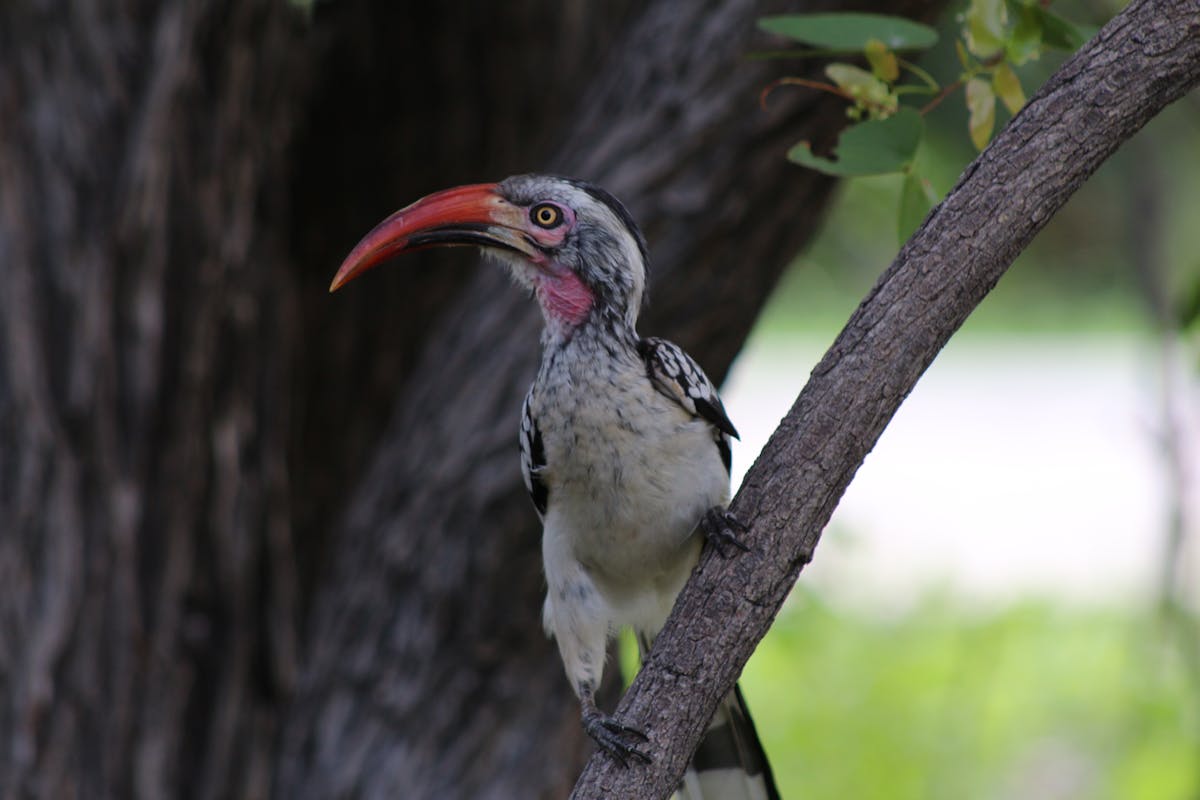 Close-up of a bird in the Okavango