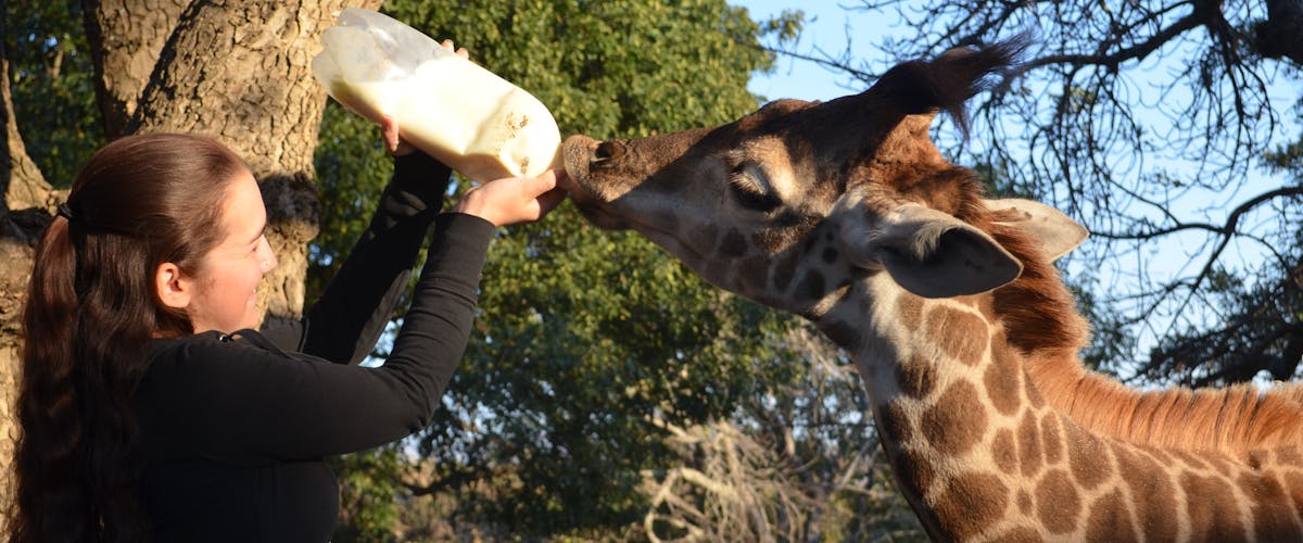 An ACE volunteer bottle feeding a juvenile Giraffe at Moholoholo