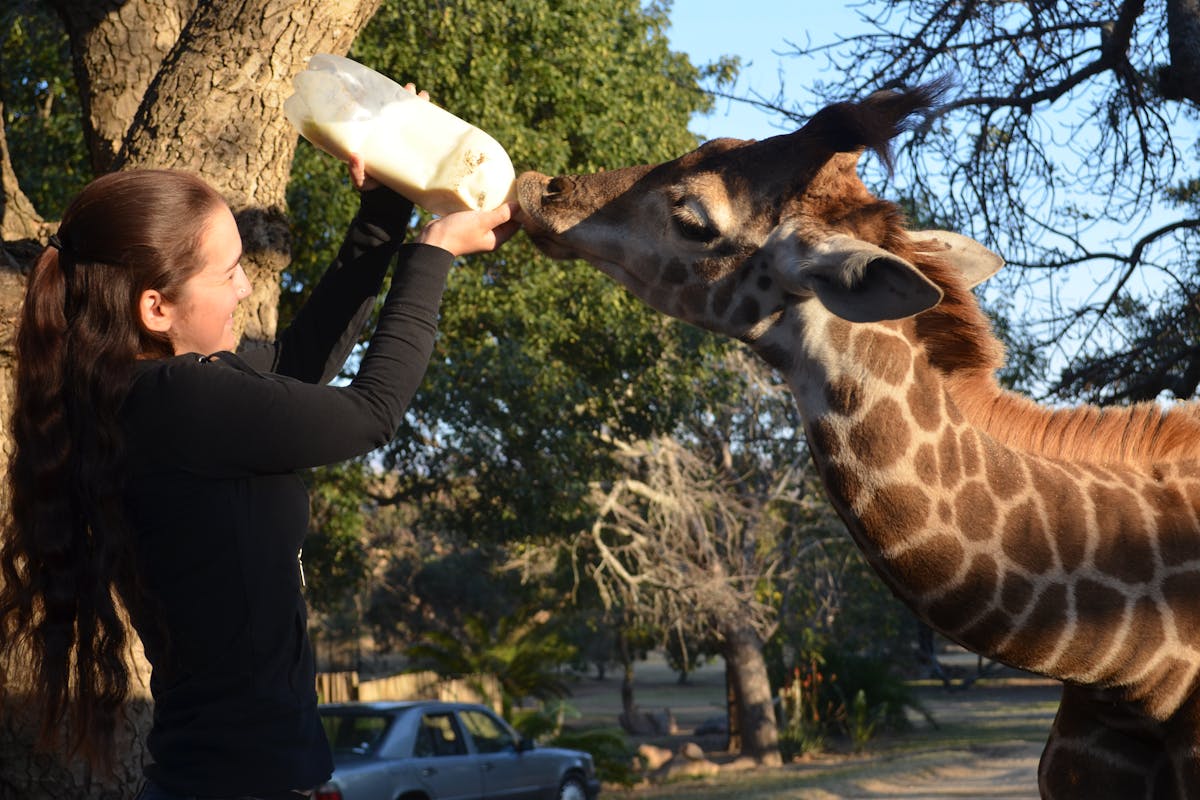 An ACE volunteer bottle feeding a juvenile Giraffe at Moholoholo