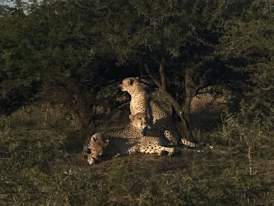 A group of cheetah lying down