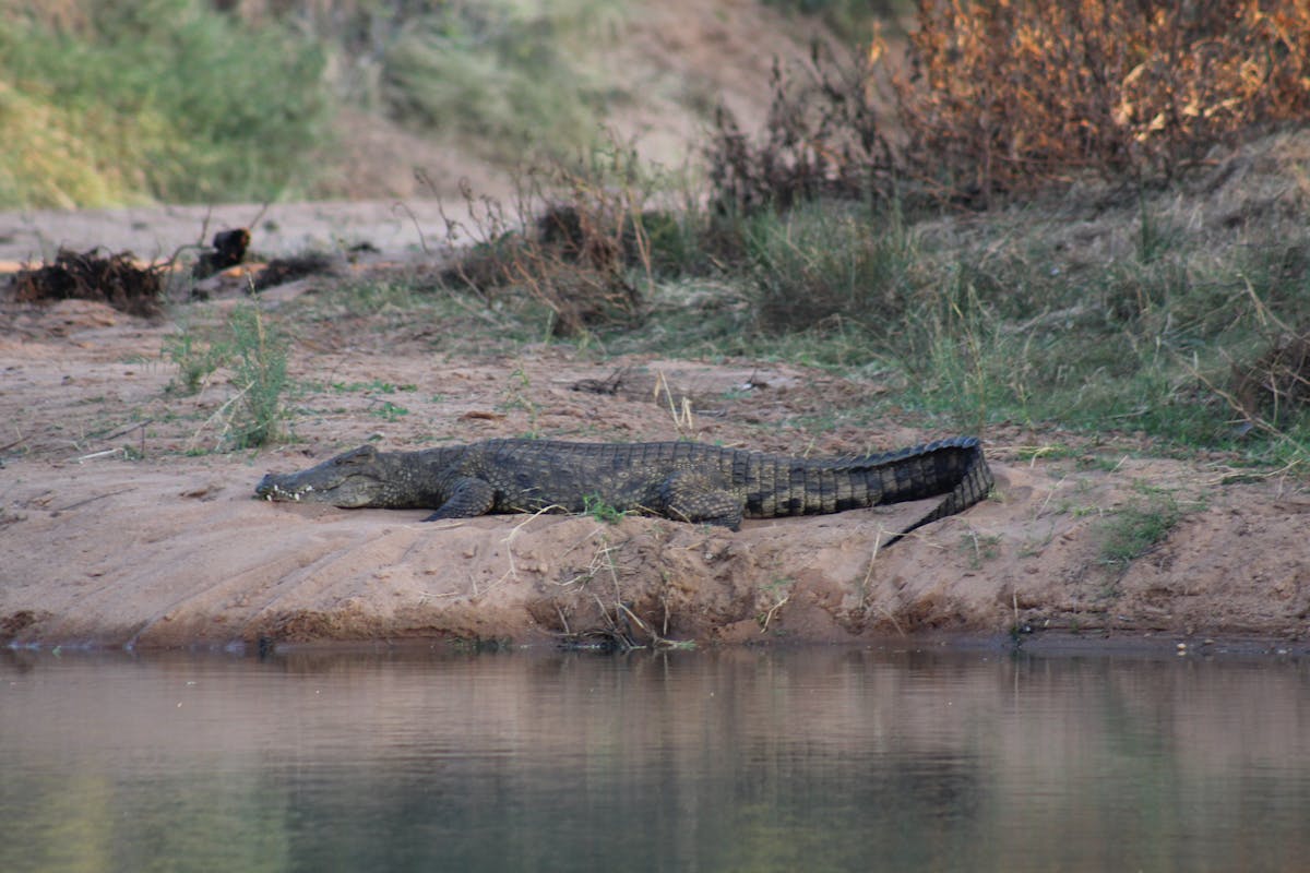Crocodile lying on a bank