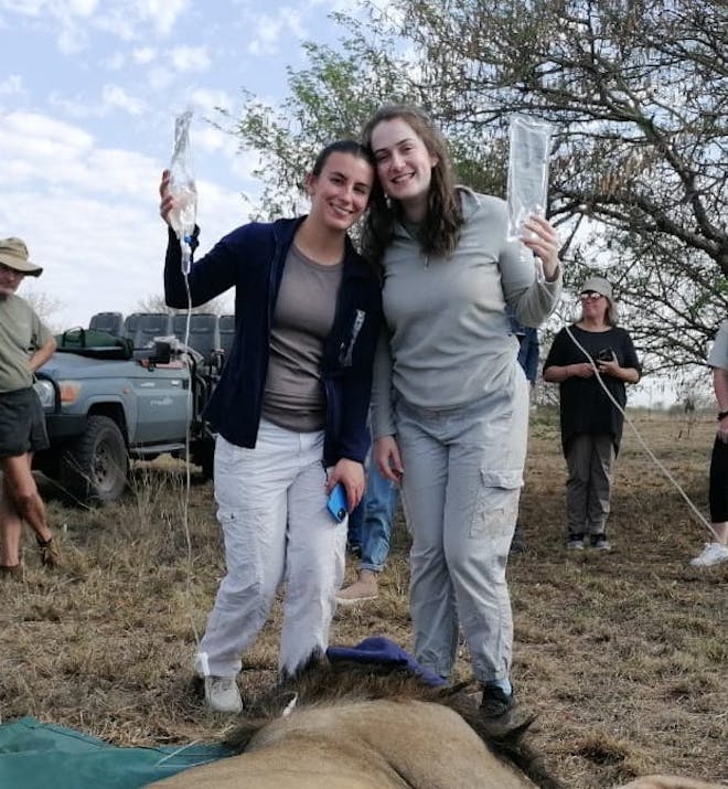 Two female volunteers holding IV bags for a sedated lion