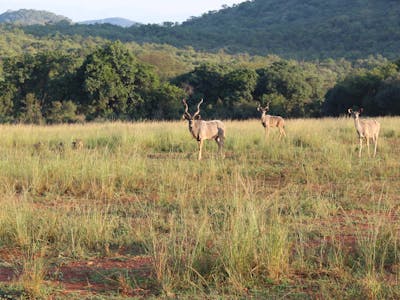 Emma Onyejekwe: antelope in the distance
