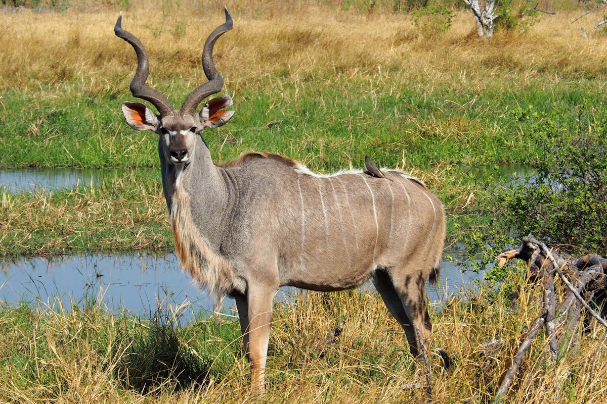 Maurice Tallantyre: kudu