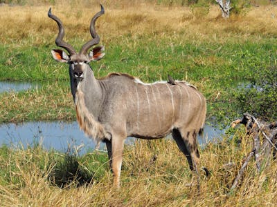 Maurice Tallantyre: kudu
