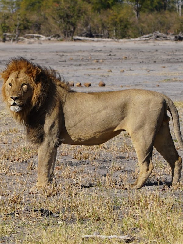 Rino Eliassen: close-up of a lion