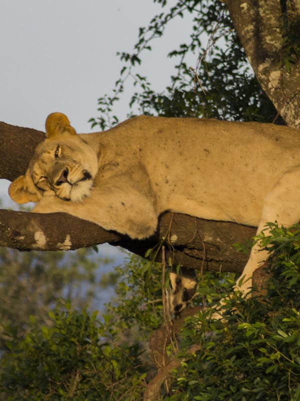 Deschu Oldham: sleeping lioness in a tree