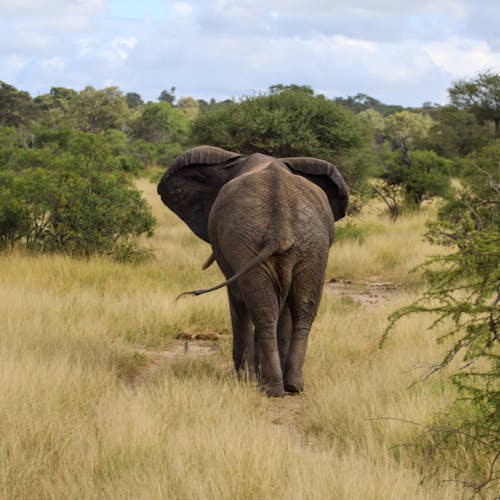 Savannah de Mare: elephant