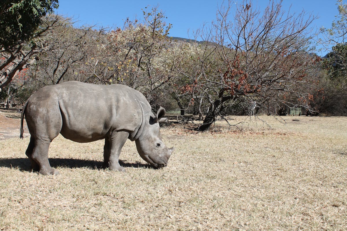 Rhino grazing at Moholoholo