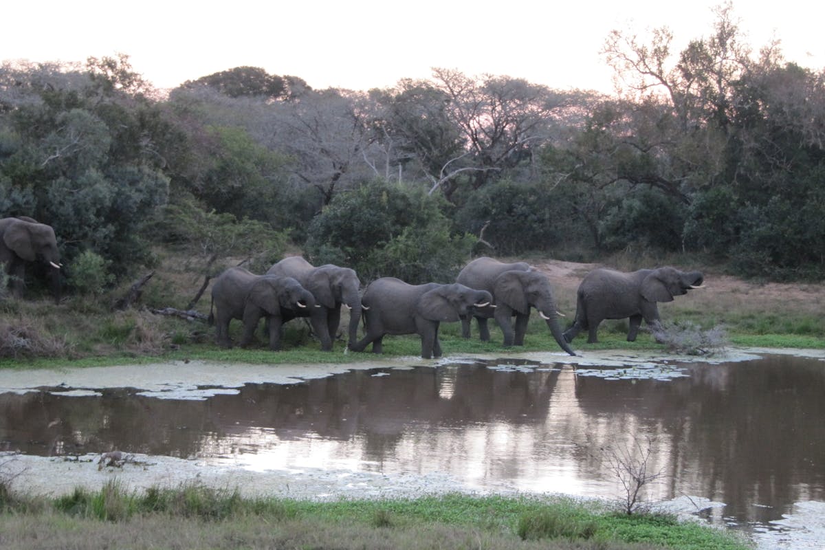 Ian Archer: elephants beside the water