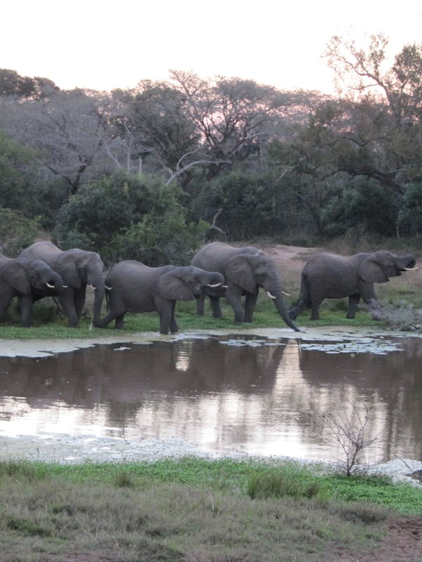 Ian Archer: elephants beside the water