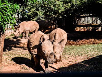 Rhinos at Care for Wild Africa