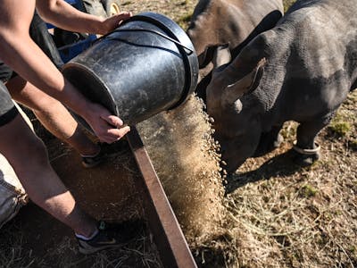 pouring food to adult rhinos